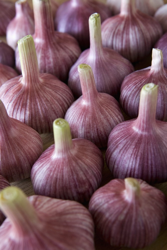 Garlic Bulbs Canvas Art - Michael Interisano Design Pics (13 x 20)