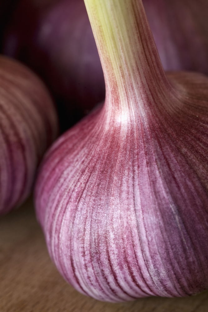 Garlic Bulbs Canvas Art - Michael Interisano Design Pics (26 x 40)