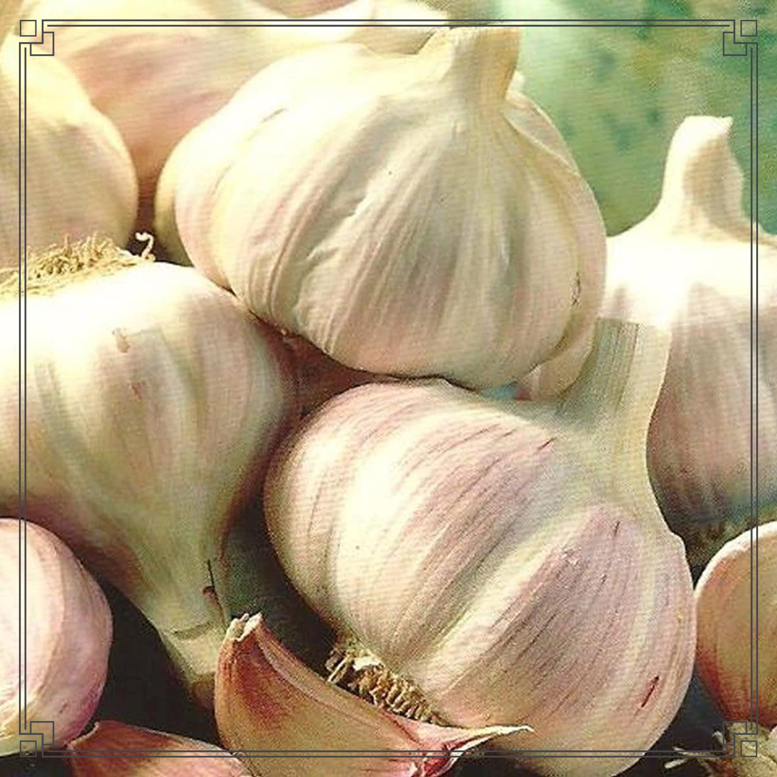 Garlic Bulbs Fresh Garlic Bulbs Garlic Seeds Garlic Plant Peeled Garlic