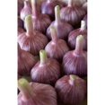 thumbnail image 1 of Garlic Bulbs Poster Print, 1 of 2
