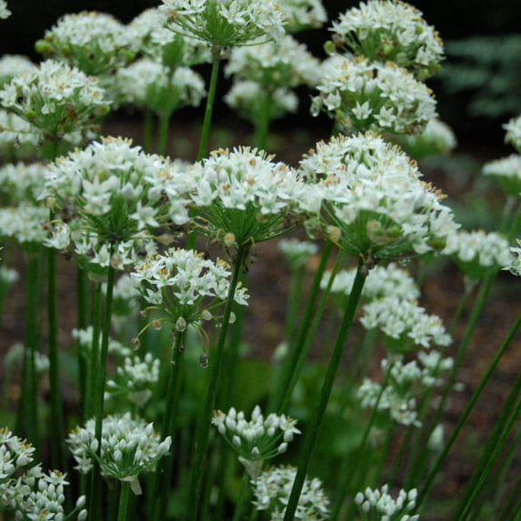 Garlic Chive Live Plant Bare-Root (5 Count)