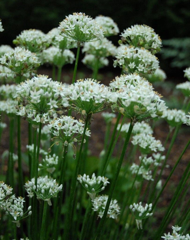 Garlic Chive Seeds (approx. 200-250), Full-Part Sun, Perennial Herb, Steep Hill Garden