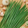 thumbnail image 1 of Garlic Chives Herb Garden Seeds - 2 g Packet ~500 Seeds - Non-GMO, Organic Perennial Herbal Gardening & Microgreens Seed - Allium tuberosum, 1 of 7