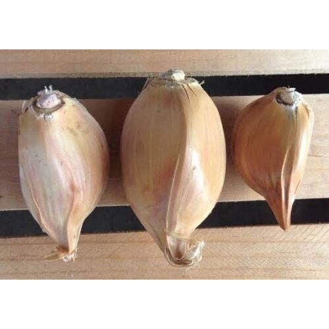 Garlic Elephant 0.15 OZ about 10 16 cloves Organic Fresh seeds