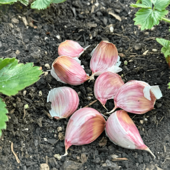 Garlic Mix 4 Bulbs, Garlic Bulbs for Growing Outdoor Garden