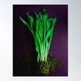 thumbnail image 1 of Garlic Plant Poster Wall Art, Modern Wall Decor For Living Room Bedroom, 16x24 UNFRAMED, 1 of 3