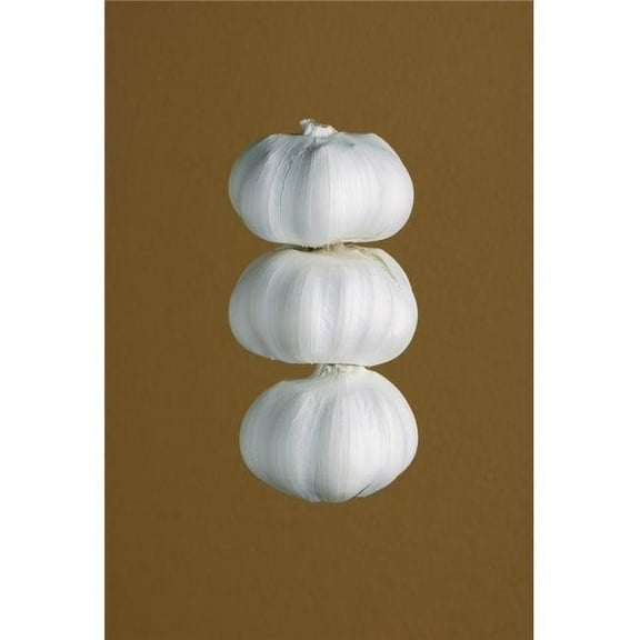 Garlic Poster Print by Darren Greenwood, 22 x 34 - Large