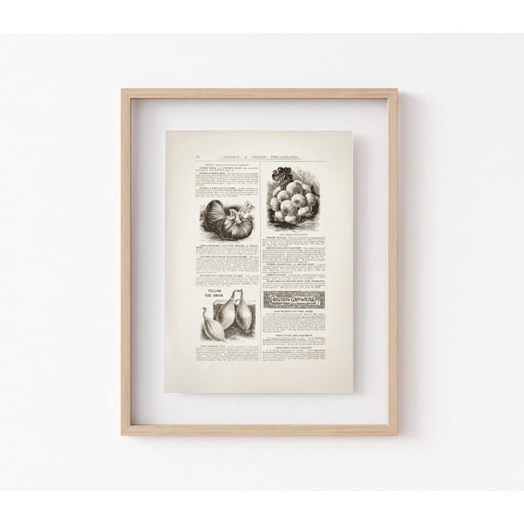 Garlic Seed Chart Poster, Unframed Paper Poster 8x10in