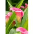 thumbnail image 1 of Garnet Glow Calla Lily Bulb - 1 Bulb - 14/16 cm - Bright Hot Pink Blooms, 1 of 4