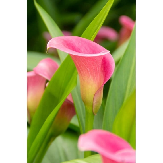 Garnet Glow Calla Lily Bulb - 1 Bulb - 14/16 cm - Bright Hot Pink Blooms
