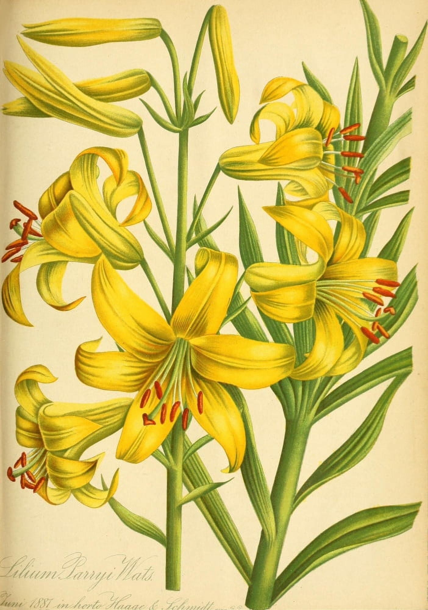 Gartenflora 1870 Lilium Parryi Canvas Art - Unknown (18 x 24)