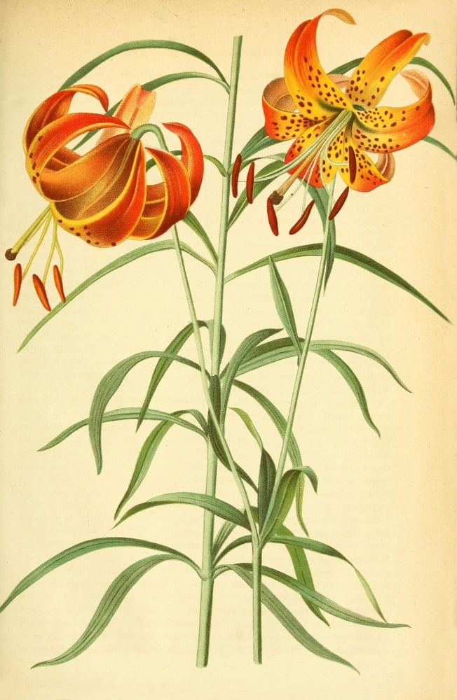 Gartenflora 1870 Lily 2 Canvas Art - Unknown (24 x 36)