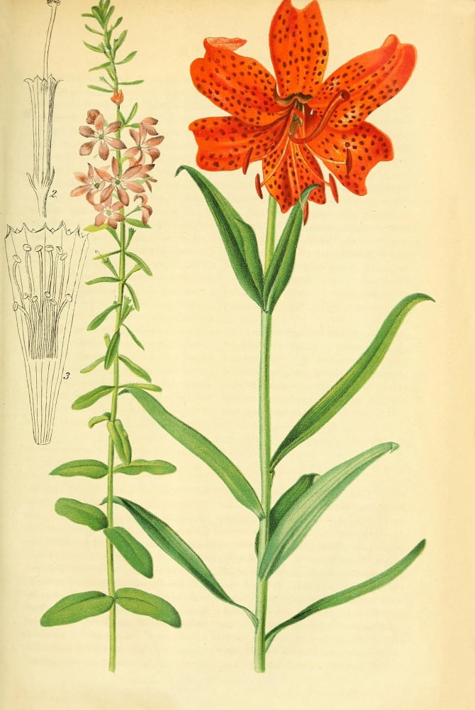 Gartenflora 1870 Lily Canvas Art - Unknown (18 x 24)