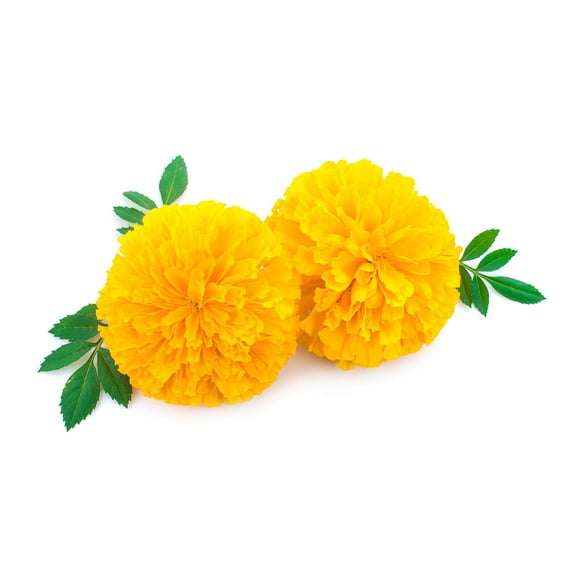 Garuda Yellow Marigold Cut Flower Seeds for Planting Packet