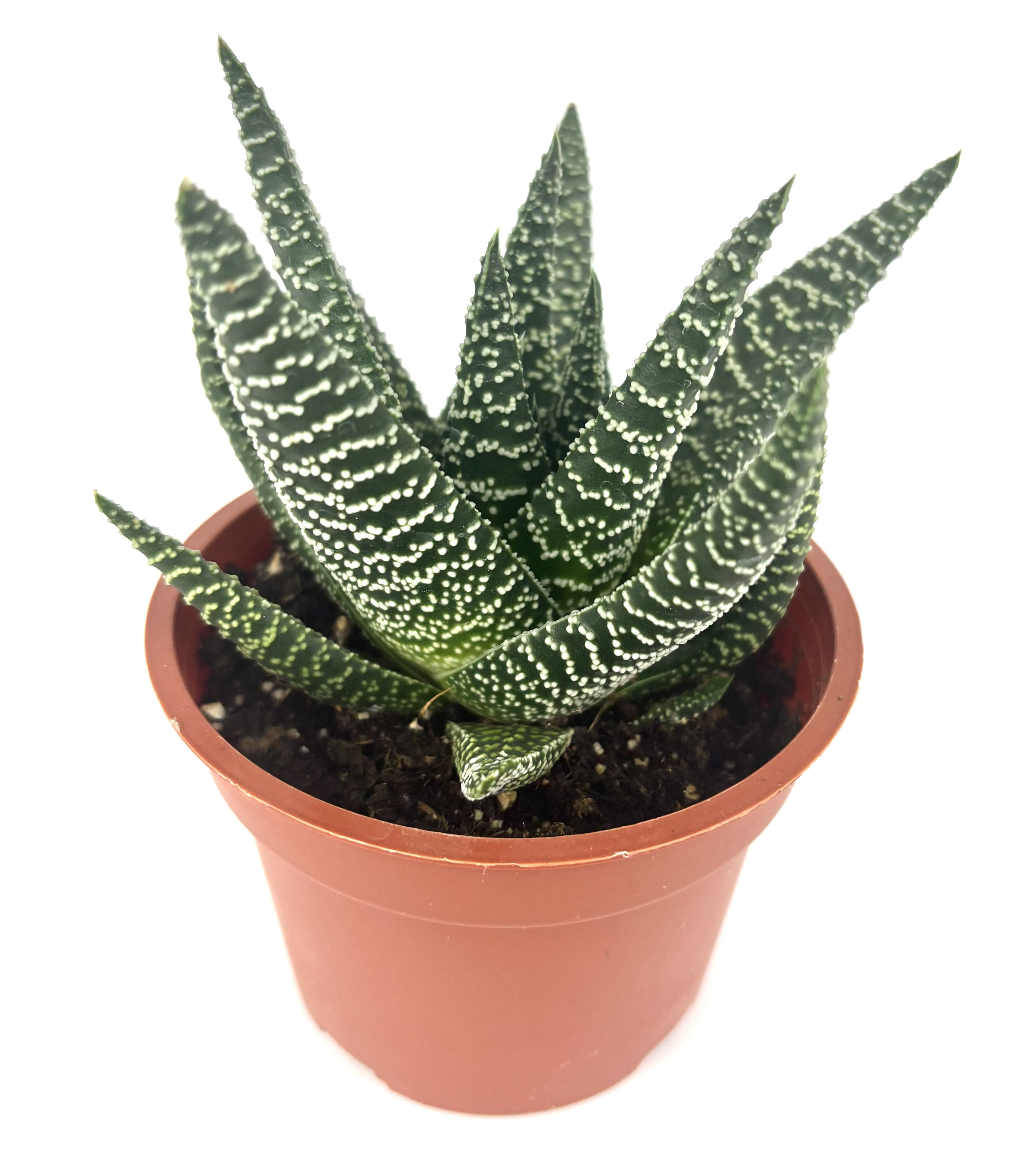 gasteraloe-okavango-succulents-live-plants-4-in-pot-easy-to-grow