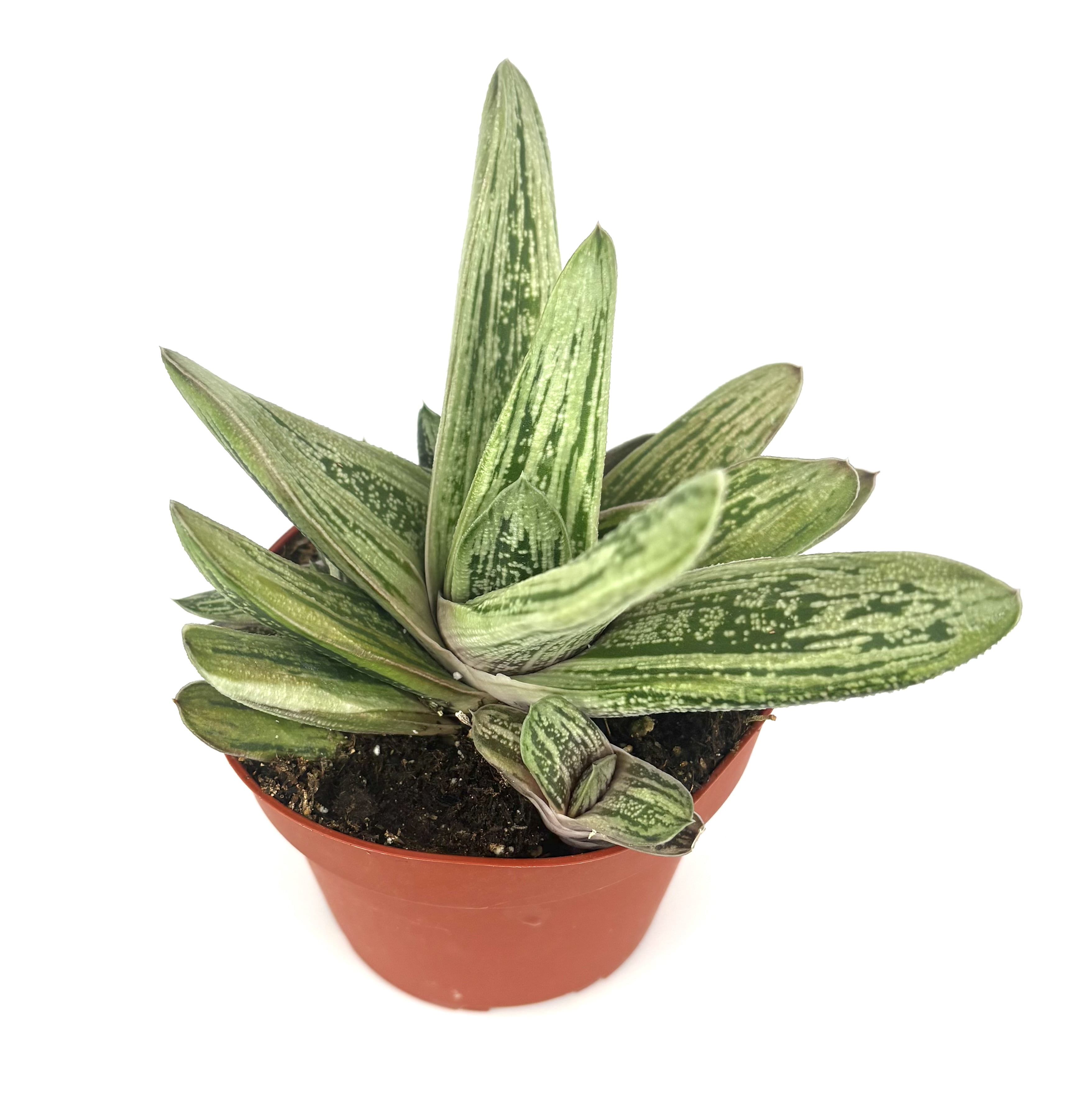 Gasteria Little Warty Ox Tongue Live Plants