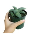 thumbnail image 1 of Gasteria Ox Tongue (4"+ Plastic Pot) - Gasteria Glomerata - Tiny, Lovely, Easy to Care Succulents - Live Succulents for Home Office, 1 of 3
