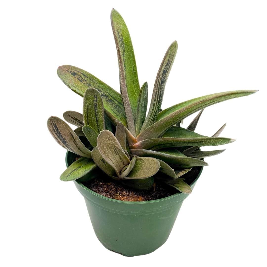 Gasteria batesiana, Very Big, Cow Tongue, G.D.Rowley Barbados | Ubuy