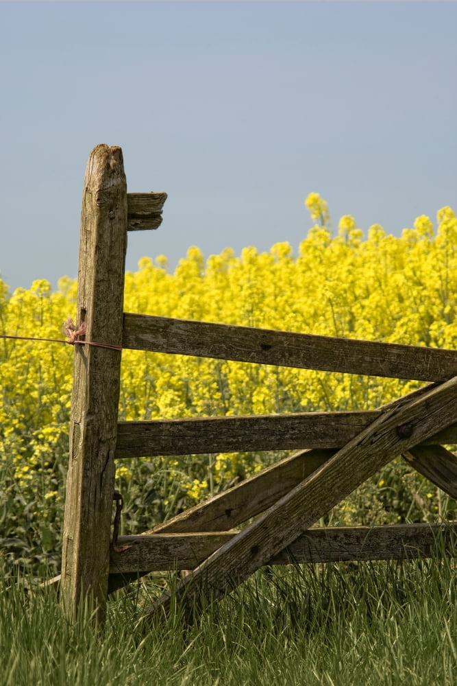 Gate Next To A Canola Field Yorkshire England Canvas Art - John Short Design Pics (11 x 17)
