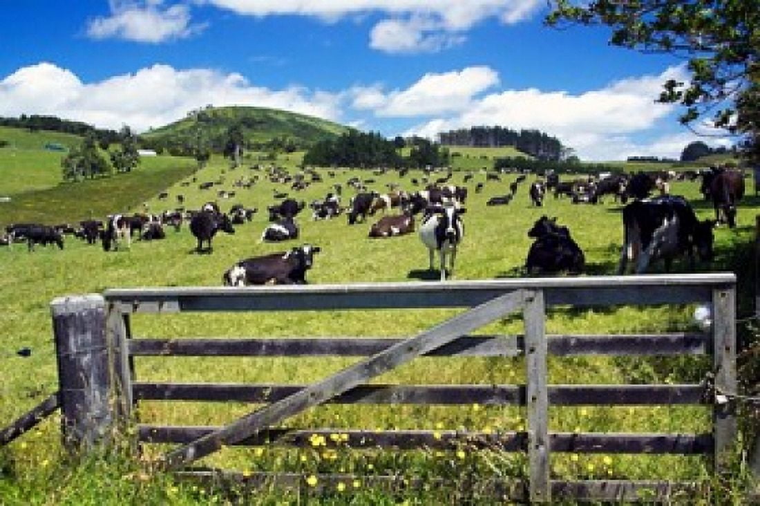 Gate and Dairy Farm near Kaikohe Northland New Zealand Canvas Art - David Wall DanitaDelimont (26 x 17)