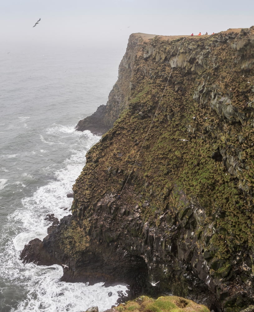 Gathering Guillemot Eggs on Cliffs Ingolfshofdi Iceland Ingolfshofdi a protected nature reserve only allowing a few families to hunt and collect eggs Canvas Art - Panoramic Images (22 x 27)