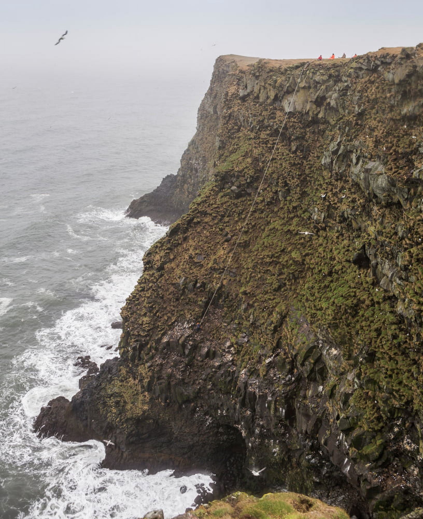 Gathering Guillemot Eggs on Cliffs Ingolfshofdi Iceland Ingolfshofdi a protected nature reserve only allowing a few families to hunt and collect eggs Canvas Art - Panoramic Images (29 x 36)