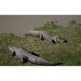 thumbnail image 1 of Gator Alley at the D'Olive Boardwalk Park in Daphne Alabama Poster Print by Carol Highsmith, 1 of 3