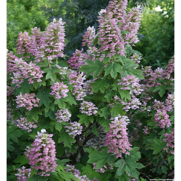 Gatsby Pink Oakleaf Hydrangea - 3 Gallon Shrub