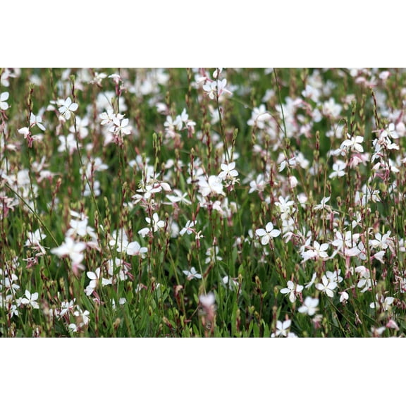 Gaura Belleza White Whirling Butterflies Perennial - Gallon Pot