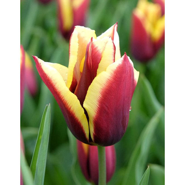 Gavota Triumph Tulip 10 bulbs