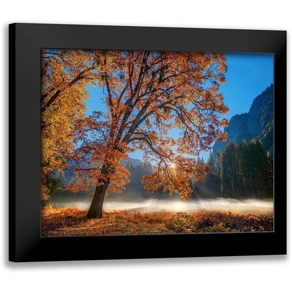 Gavrilis, John 14x12 Black Modern Framed Museum Art Print Titled - Autumn Oak Sunrise And Fog