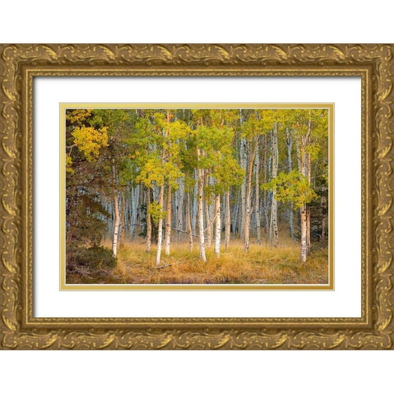 Gavrilis, John 32x23 Gold Ornate Wood Framed with Double Matting Museum Art Print Titled - June Lake Aspen