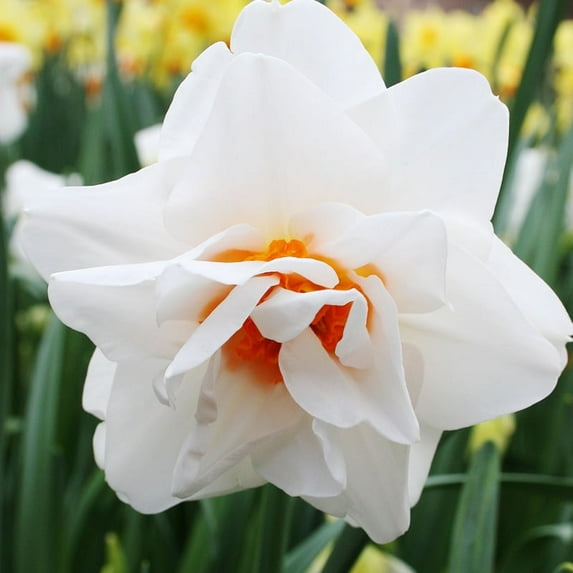 Gay Tabor Daffodil Flower Bulbs - 5 Bulbs per Pack - Deer Resistant - Good as Cut Flowers - Naturalizing - Perennializing - Easy to Grow Live Plants - Outdoor Garden