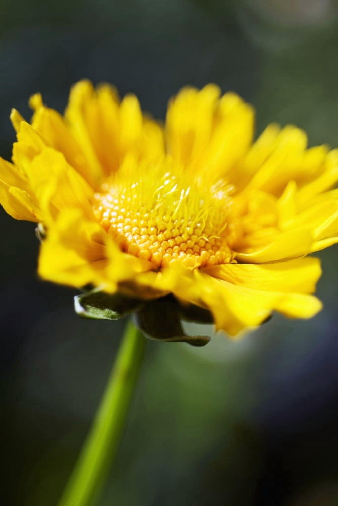 Gazania Beautiful Yellow Blossom Canvas Art - Ray Laskowitz Design Pics (11 x 17)