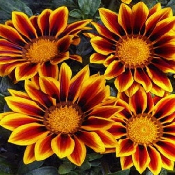 Gazania Kiss Golden Flame 20 Seeds