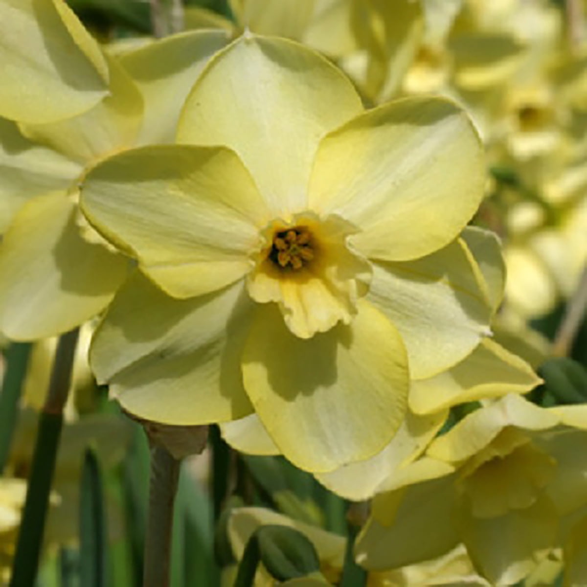 Gazelle Jonquilla Daffodil 6 Bulbs 12/14 cm Bulbs