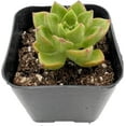 xSedeveria Letizia, Live Succulent Plant Fully Rooted in 2" Pots