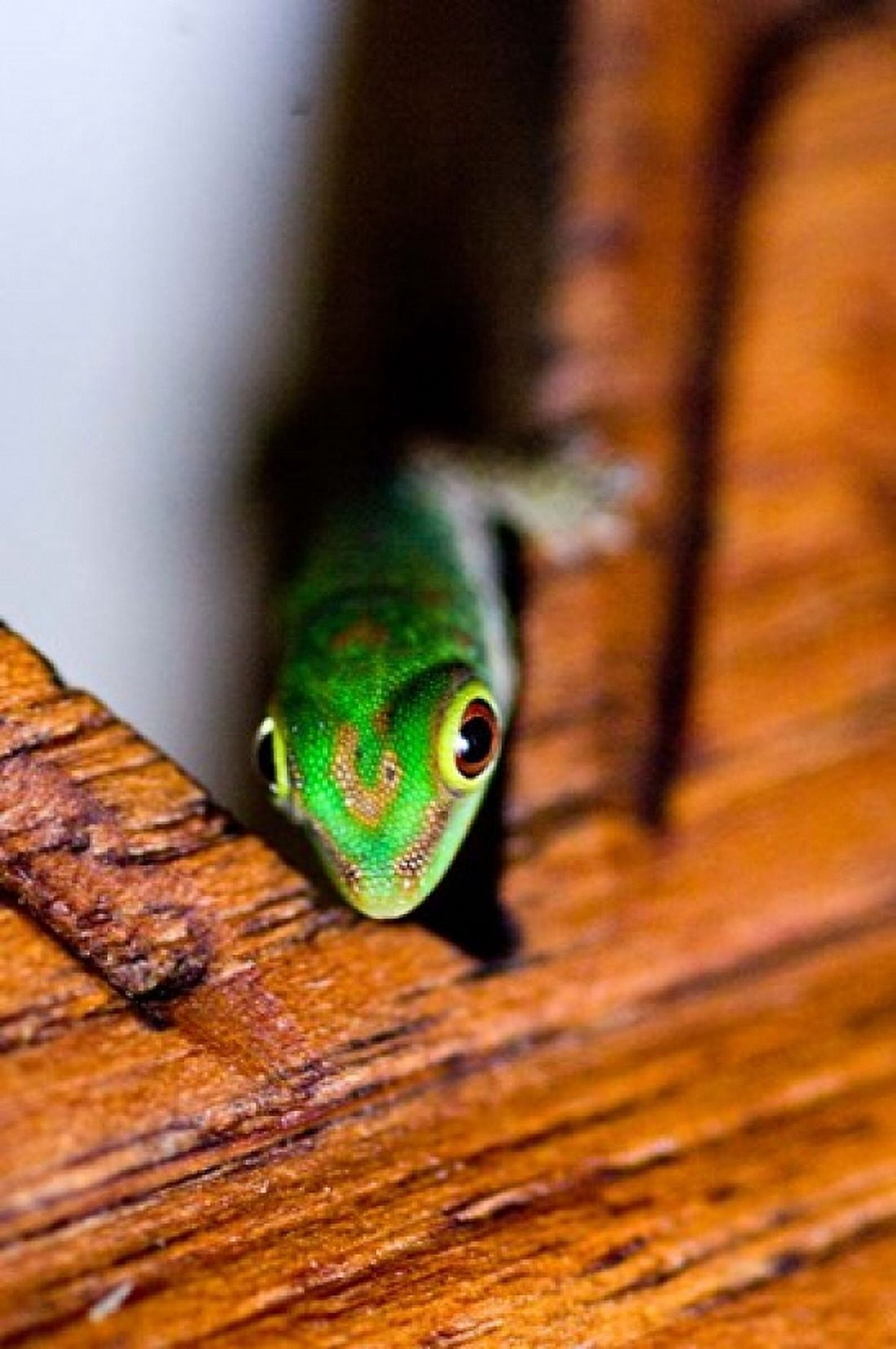 Gecko lizard Fregate Island Resort Seychelles Canvas Art - Alison Wright DanitaDelimont (23 x 34)