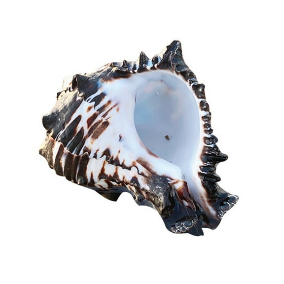 Geemin Ocean Conch 3-4 inch Seashells Large Natural Sea Shells for Aquarium Decor