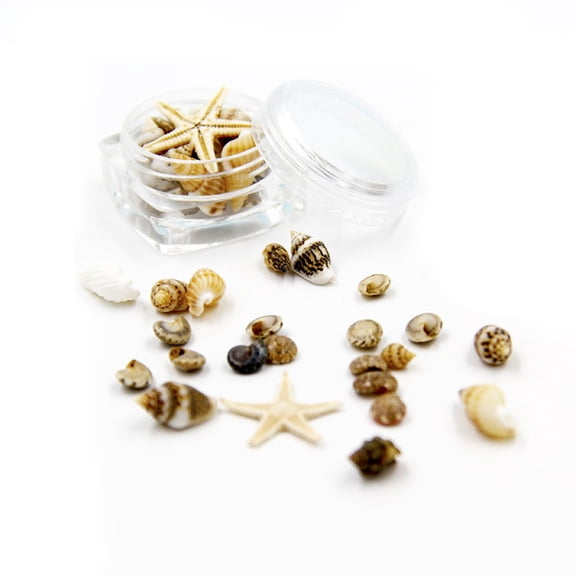 Geemin Tiny Natural Mixed Ocean Sea Shells Spiral Seashells NO Hole Craft Fish for Tank
