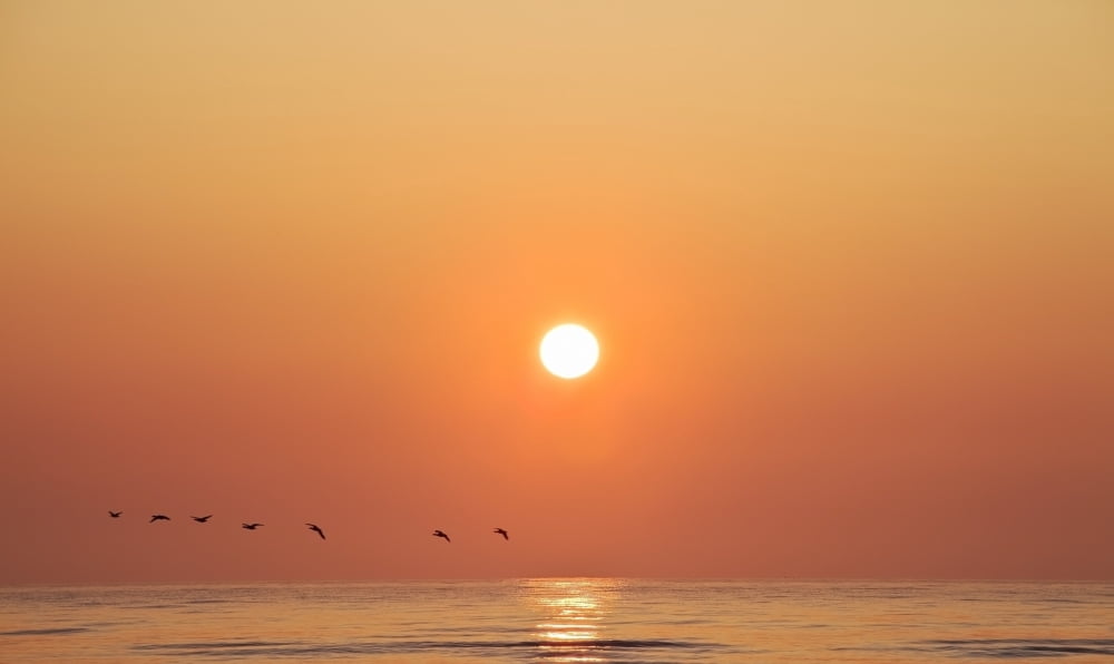 Geese Fly By Sunrise Over Irish Sea Layton County Meath Ireland Canvas Art - Peter McCabe Design Pics (18 x 10)