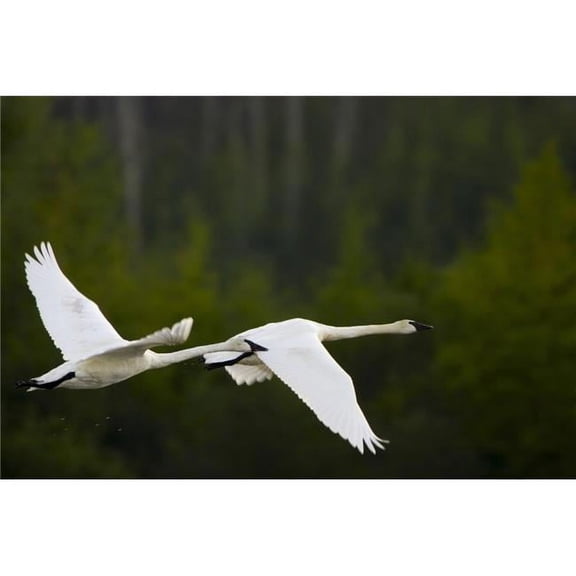 Geese in Flight Poster Print by Richard Wear, 34 x 22 - Large