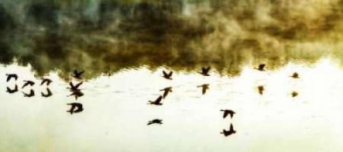 Geese on the Lake I Canvas Art - Alan Hausenflock (24 x 48)