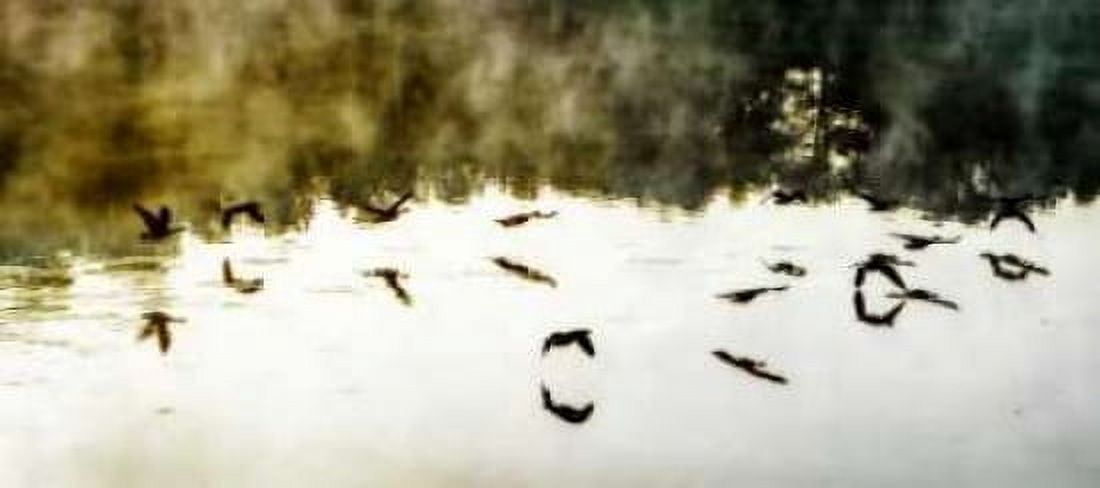 Geese on the Lake II Canvas Art - Alan Hausenflock (24 x 48)