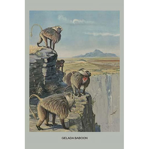 Gelada Baboon-Fine Art Canvas Print (20" x 30")