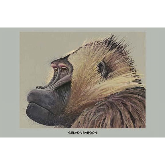 Gelada Baboon-Fine Art Canvas Print (20" x 30")