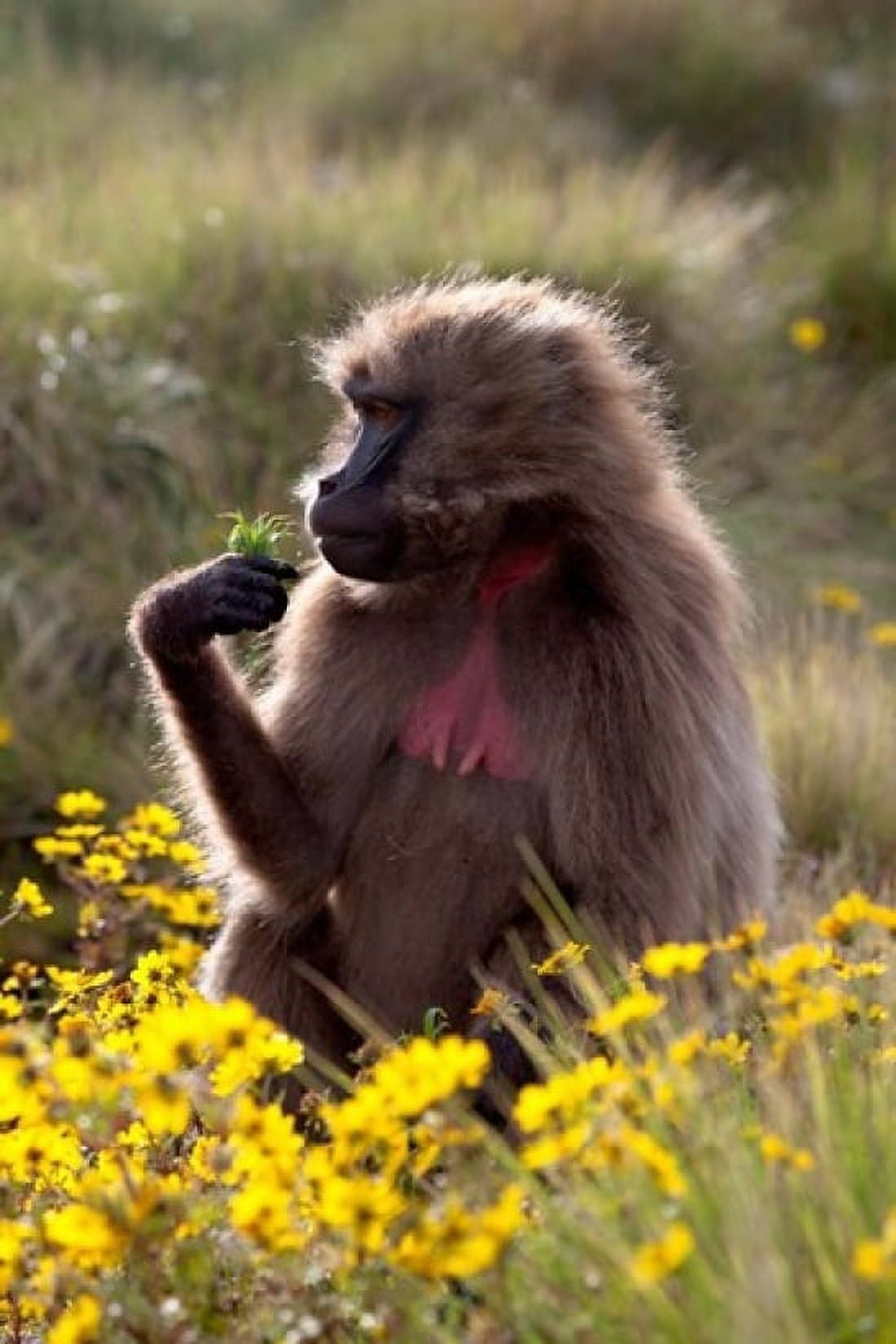 Gelada Baboon primate Ethiopia Canvas Art - Martin Zwick DanitaDelimont (18 x 24)