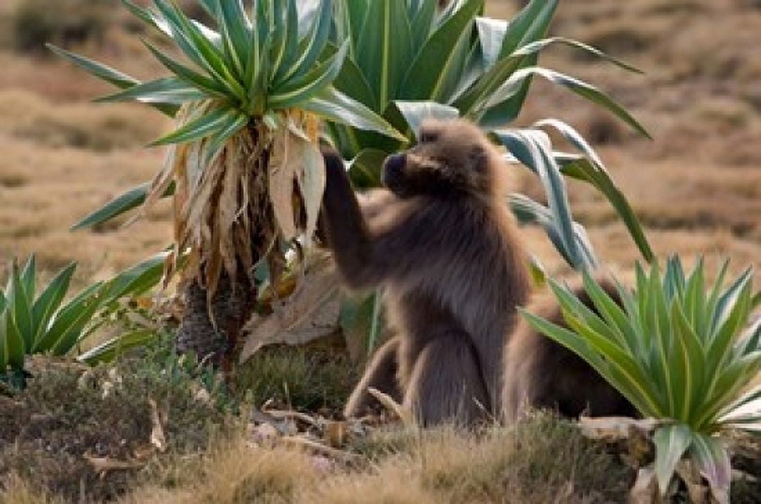 Gelada Baboons With Giant Lobelia Simen National Park Northern Ethiopia Canvas Art - Janis Miglavs DanitaDelimont (24 x 15)