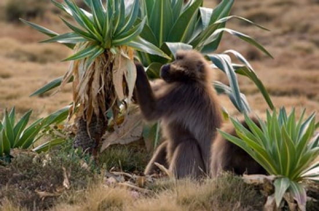 Gelada Baboons With Giant Lobelia Simen National Park Northern Ethiopia Canvas Art - Janis Miglavs DanitaDelimont (35 x 23)