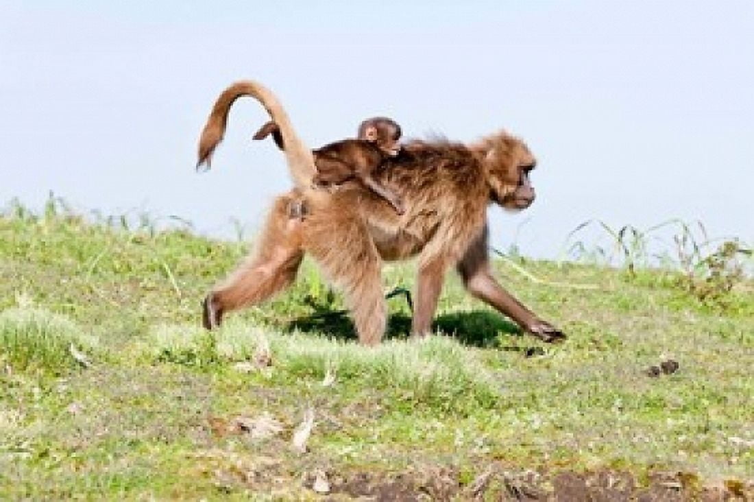Gelada Gelada Baboon primate Ethiopia Canvas Art - Martin Zwick DanitaDelimont (19 x 12)